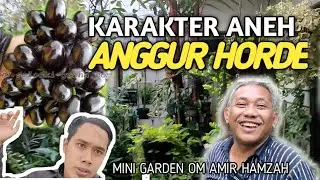 Review anggur varietas horde & jambu air 16 varian 1 pohon