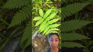 Getting Fern Tattoos in Dominica