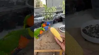 Lorikeet parrot food #shorts #lorikeet #youtubeshorts
