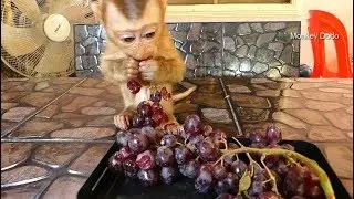 Baby Monkey Dodo Eat Much Grapes For Lunch Time