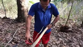 TIRANDO VARA NA MATA PARA COLHER FRUTAS