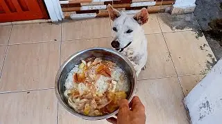 Dog Eating Rice With Dishes