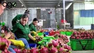Selecting dragon fruit for export