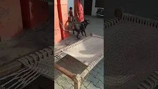 Male ROTTWEILER attack on stranger #dog #rottweiler #agressive #dangerous #pitbull #dogfight#attack