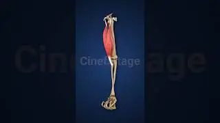 Highlighted Biceps Muscle with Upper Limb stock footage | stock video | Cinefootage