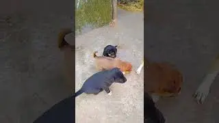 cute 🥰 dog 🐕#Short v #video