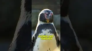 Penguins Drink SALT WATER!🐧🐧🌊#animals #animalfacts #shorts