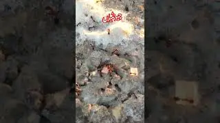 How to you ants?Peer ajmal qadri biyan!#peerajmalrazaqadri #ants #shortsfeed #shortsviral #trending