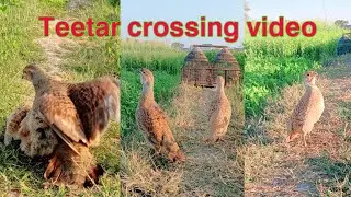 Teetar crossing||Teetar crossing video#youtube #viralvideo