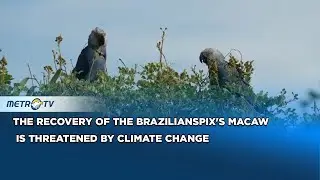 The Recovery of The Brazilian Spix's Macaw is Threadned by Climate Change