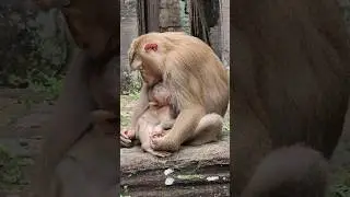 A monkey mother with her small bady at Bayon temple #bayontemple #angkorthom #angkorwat #siemreap