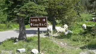 Big Horn Sheep Invade the Two Medicine Campground