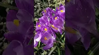Милота 🌞#flower  #garden  #spring  #crocus