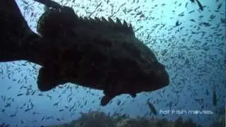 Koh Tao Marine Life - Outer Reefs
