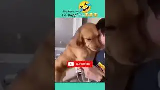 funny dog shorts 2024, funny shorts 20024, 20024 funny, funny cute dog shorts, #short#shortfeeds 🔥🔥🔥