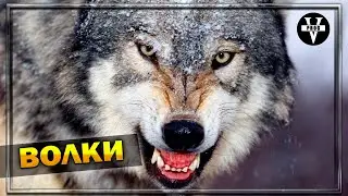 WOLVES. Cunning, intelligent, and very dangerous predators! Wolf Hunting