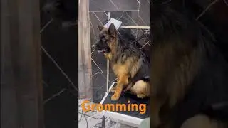 Gromming at Pet Avenue_KKD