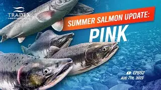 3MMI - 2023 Summer Salmon Update: PINK SALMON