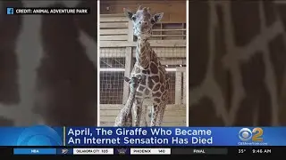 April, The Giraffe That Became An Online Star, Has Died