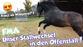 STALLWECHSEL I Das erste Mal im Offenstall I FMA