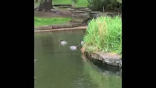 Quackling duckling ducks swimming happily in a rainy  pond