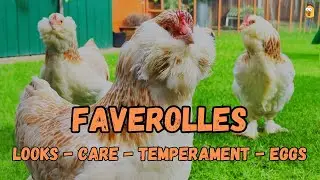 Faverolles Chicken: Superfluffy and Pink Eggs