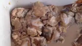 Clam Bellies Fresh Clam Belly Bait &ndash; лучшая наживка для полосатых особей на реках Уоррен и Баррингтон.