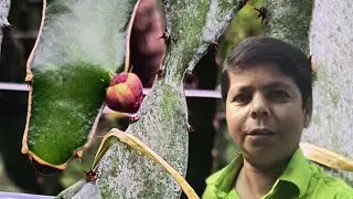 রেয়ার ভ্যারাইটি ও কমার্শিয়াল ভ্যারাইটি ড্রাগন গাছে ফুল আসার সময় কখন জেনে নিন !