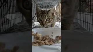 Rescuing a mom and two kittens in the winter