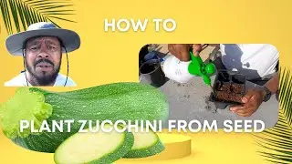 how to plant zucchini