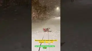 💖🥶DOG PARENT MEME ACCURACY. #how #dogshorts #memes #bomer #winter #snowstorm #scandinavia #maltese