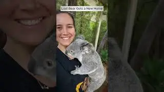 Lost koala bear gets a new home 🥰