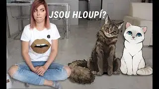 Testuju Kočíčí IQ | Mám doma hloupé kočky?