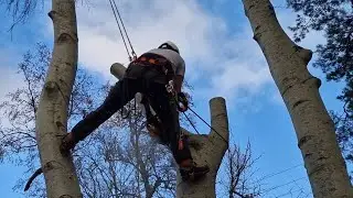 HUGE Beech Tree Removal | Munros Maintenance Ep.31