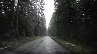 Snowfall in the Forest # Nature # WhatsApp Status # Amazing Nature # Memories