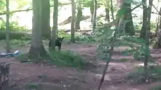 Camping with bears.