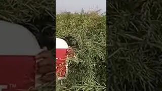 #trimurti seed# hybrid mustard ustaad