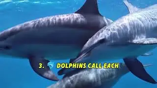5 Facts in Animals Amazing Facts | Fun facts | elephants dolphin 🐬 octopus 🦑