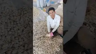 नीमच चंगेरा मंडी लहसुन भाव दिनांक 1 नवम्बर 2025 🙏#neemuchmandibhav #lahsun #shorts #garlic #viral