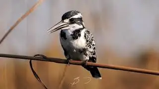 Pied Kingfisher calling