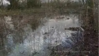 Manchester City Council Cuts More Trees and Wildlife Habitat - Alexandra Park
