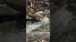 February 19, 2025 Mountain Meditations Davidson River Rapids