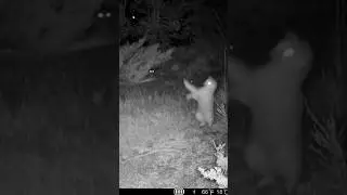 Watch the cat swat at a bat that swoops down towards it!! #bat #feralcat #wildlife #trailcam #shorts