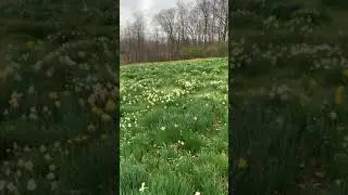 Daffodil Meadow Easter 2020