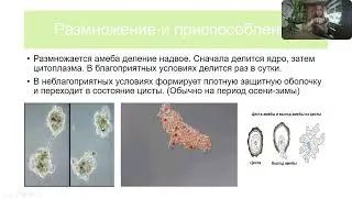 Протисты. Амёба обыкновенная. Инфузория туфелька