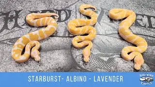 Starburst Leopard Enchi Lavender Albino