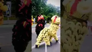 Lion Dance in Ukrainian Festival Parade in Toronto Canada 2022