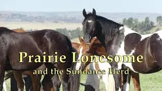 Prairie Lonesome Sundance and the Sundance Herd | Black Hills Wild Horse Sanctuary | 2020