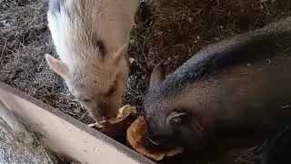 Пенелопа и Хлоя Пиг разделили тыкву.