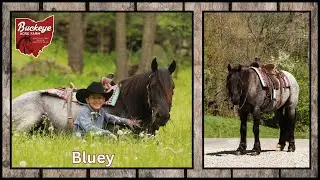 Lot # 3 Bluey Offered by Buckeye Acre Farm @ Premier Horse Sales | Big Sky , MT | Children Safe